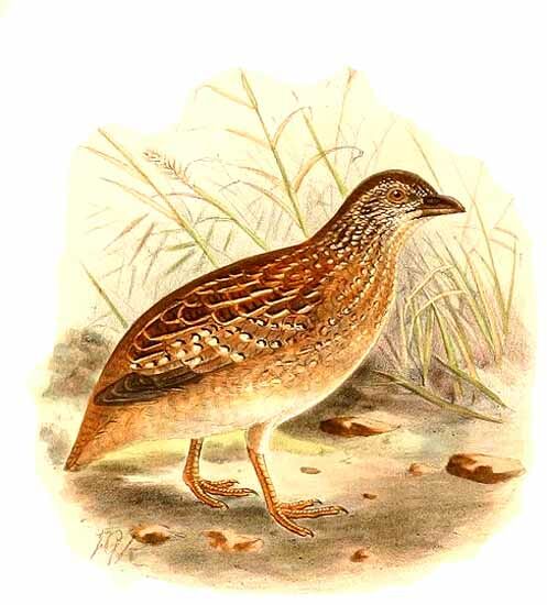 Chestnut-backed Buttonquail