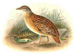 Buff-breasted Buttonquail