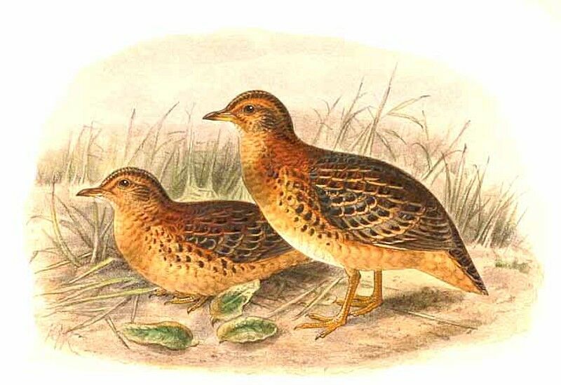 Red-backed Buttonquail