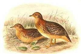 Red-backed Buttonquail