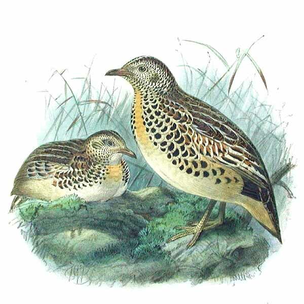 Common Buttonquail