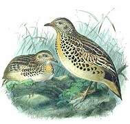 Common Buttonquail