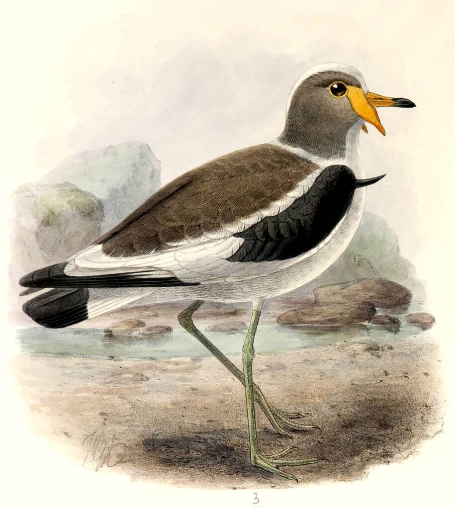 White-crowned Lapwing