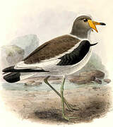 White-crowned Lapwing