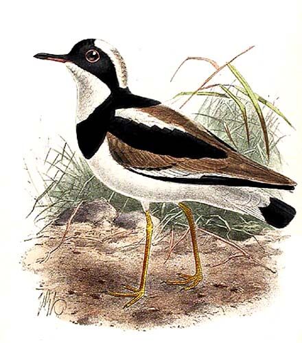 Pied Plover