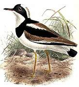 Pied Plover