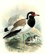 Red-wattled Lapwing