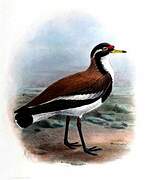 Banded Lapwing