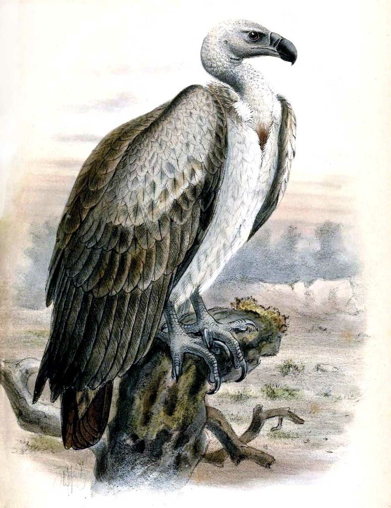 White-backed Vulture