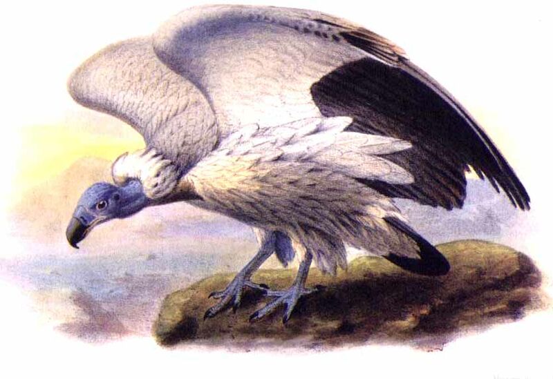 Cape Vulture