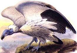 Cape Vulture