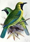 Bornean Leafbird