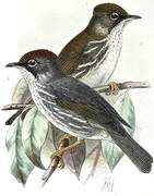 Burmese Yuhina