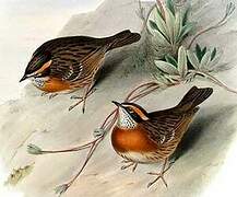 Rufous-breasted Accentor