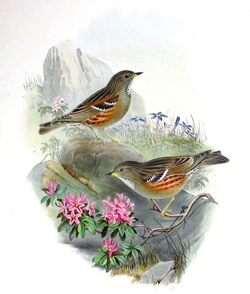 Alpine Accentor