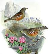 Alpine Accentor