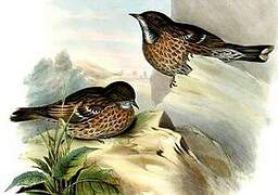 Altai Accentor