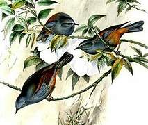 Maroon-backed Accentor