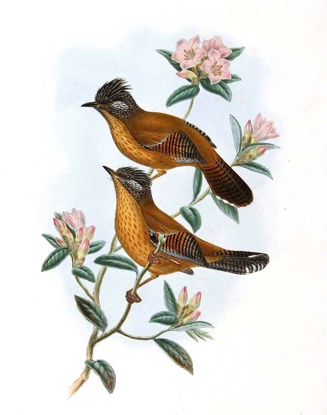 Streak-throated Barwing