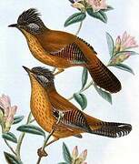 Streak-throated Barwing