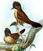 Hoary-throated Barwing