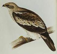 Booted Eagle