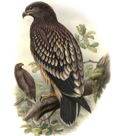 Aigle criard