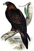 Wedge-tailed Eagle