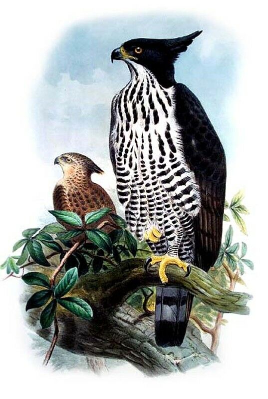 Blyth's Hawk-Eagle