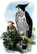 Blyth's Hawk-Eagle