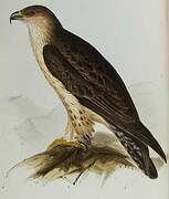 Aigle de Bonelli