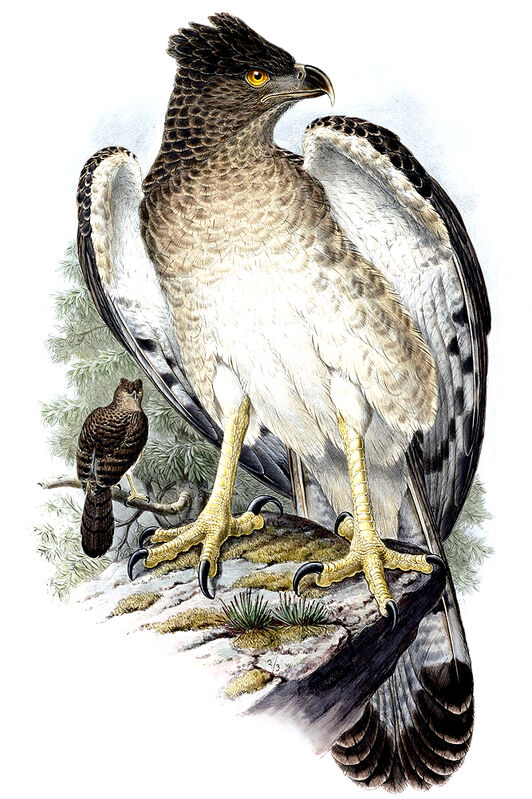 Aigle de Nouvelle-Guinée, identification