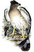 Aigle de Nouvelle-Guinée
