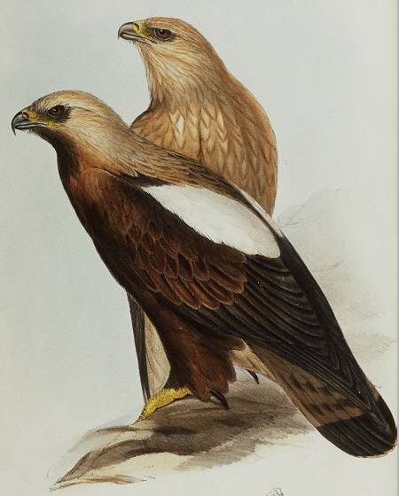 Aigle impérial