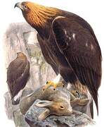 Golden Eagle