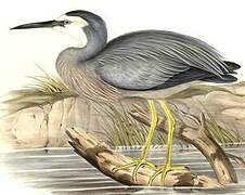 White-faced Heron