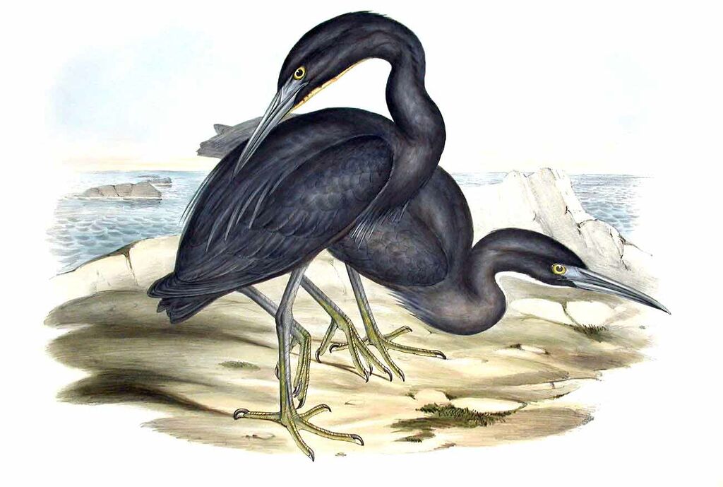 Pacific Reef Heron