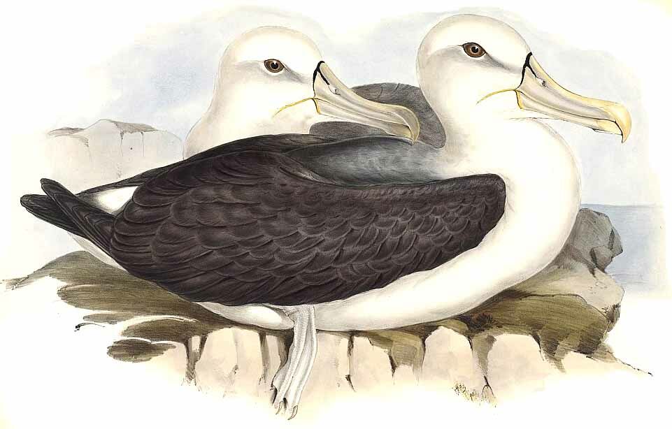 Shy Albatross