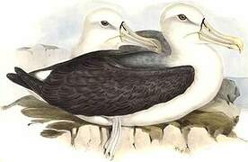 Shy Albatross