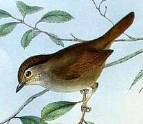 Dusky Fulvetta