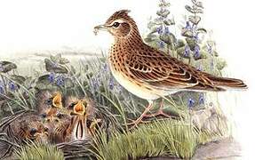 Eurasian Skylark