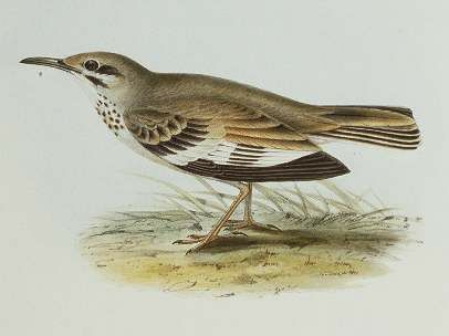 Spike-heeled Lark