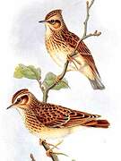 Woodlark