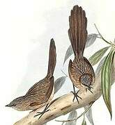 Western Grasswren