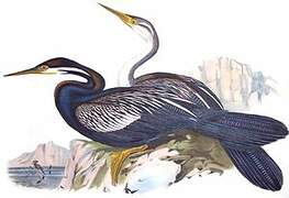 Australasian Darter