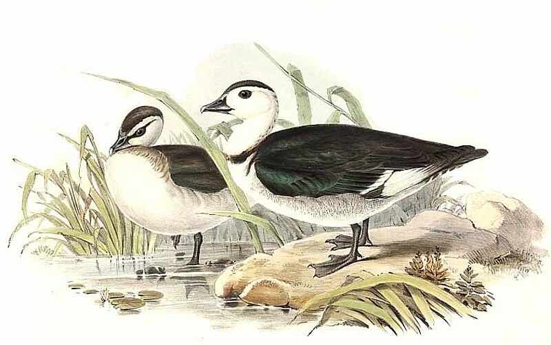 Cotton Pygmy Goose