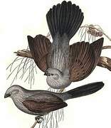 Apostlebird