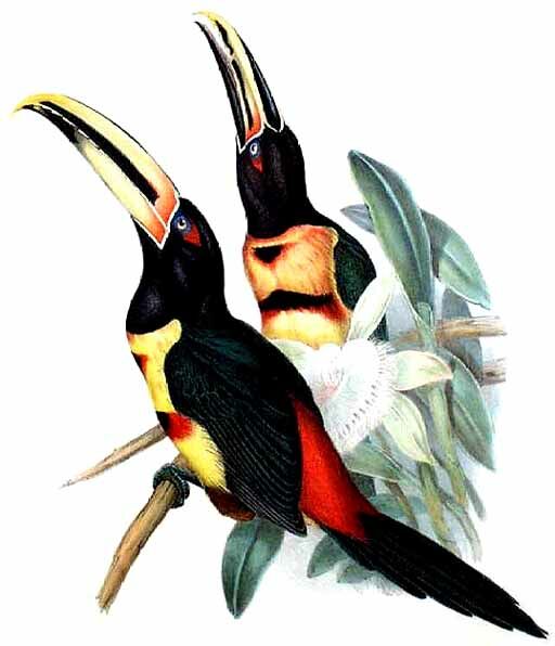 Pale-mandibled Aracari