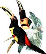 Pale-mandibled Aracari