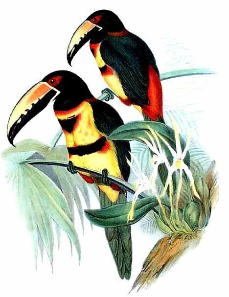 Collared Aracari